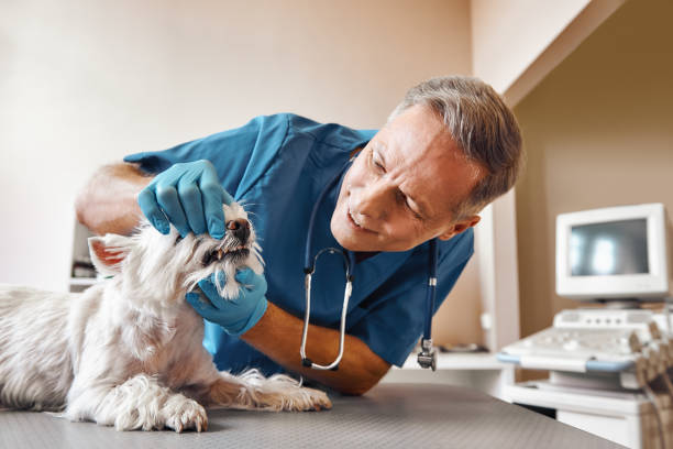 Professional Emergency Dental Service in TN